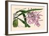 Orchid: Epidendrum Namorale-null-Framed Art Print