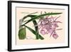 Orchid: Epidendrum Namorale-null-Framed Art Print