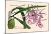 Orchid: Epidendrum Namorale-null-Mounted Art Print