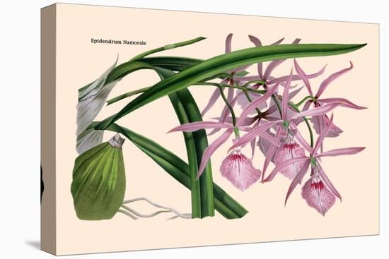 Orchid: Epidendrum Namorale-null-Stretched Canvas