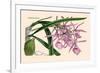 Orchid: Epidendrum Namorale-null-Framed Art Print