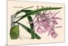 Orchid: Epidendrum Namorale-null-Mounted Art Print