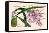 Orchid: Epidendrum Namorale-null-Framed Stretched Canvas