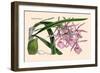 Orchid: Epidendrum Namorale-null-Framed Art Print