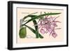 Orchid: Epidendrum Namorale-null-Framed Art Print