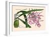 Orchid: Epidendrum Namorale-null-Framed Art Print