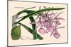 Orchid: Epidendrum Namorale-null-Mounted Art Print