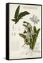 Orchid Field Notes I-Naomi McCavitt-Framed Stretched Canvas