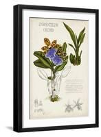 Orchid Field Notes II-Naomi McCavitt-Framed Art Print