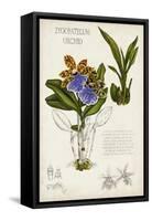 Orchid Field Notes II-Naomi McCavitt-Framed Stretched Canvas