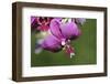 Orchid Flower - Closeup-ppart-Framed Photographic Print