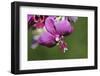 Orchid Flower - Closeup-ppart-Framed Photographic Print