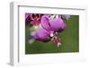 Orchid Flower - Closeup-ppart-Framed Photographic Print