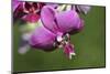 Orchid Flower - Closeup-ppart-Mounted Photographic Print