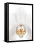 Orchid Flower (family Orchidaceae)-Gavin Kingcome-Framed Stretched Canvas