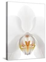 Orchid Flower (family Orchidaceae)-Gavin Kingcome-Stretched Canvas