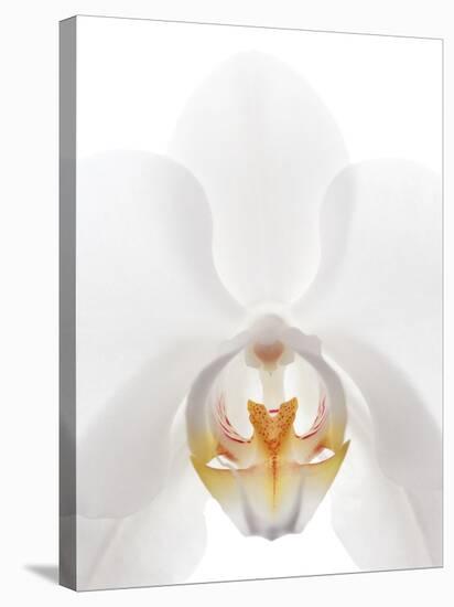Orchid Flower (family Orchidaceae)-Gavin Kingcome-Stretched Canvas