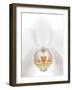 Orchid Flower (family Orchidaceae)-Gavin Kingcome-Framed Photographic Print