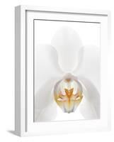 Orchid Flower (family Orchidaceae)-Gavin Kingcome-Framed Photographic Print
