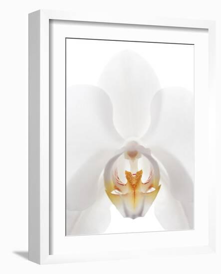 Orchid Flower (family Orchidaceae)-Gavin Kingcome-Framed Photographic Print