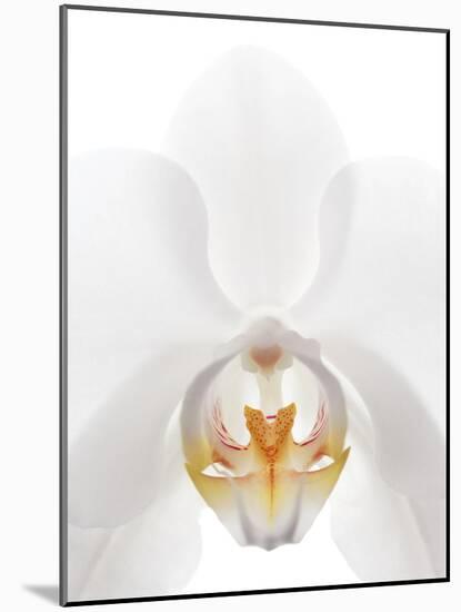 Orchid Flower (family Orchidaceae)-Gavin Kingcome-Mounted Photographic Print