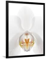 Orchid Flower (family Orchidaceae)-Gavin Kingcome-Framed Photographic Print