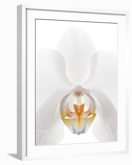 Orchid Flower (family Orchidaceae)-Gavin Kingcome-Framed Photographic Print