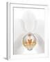 Orchid Flower (family Orchidaceae)-Gavin Kingcome-Framed Photographic Print