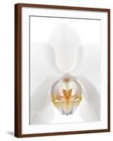 Orchid Flower (family Orchidaceae)-Gavin Kingcome-Framed Photographic Print