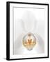 Orchid Flower (family Orchidaceae)-Gavin Kingcome-Framed Photographic Print