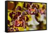 Orchid Flower-Orhan-Framed Stretched Canvas