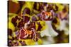 Orchid Flower-Orhan-Stretched Canvas