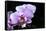 Orchid Flower-Orhan-Framed Stretched Canvas