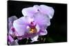 Orchid Flower-Orhan-Stretched Canvas