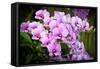 Orchid Flower-parinyabinsuk-Framed Stretched Canvas
