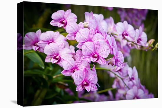 Orchid Flower-parinyabinsuk-Stretched Canvas