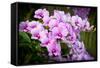 Orchid Flower-parinyabinsuk-Framed Stretched Canvas