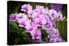 Orchid Flower-parinyabinsuk-Stretched Canvas