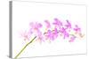 Orchid Flower-Butterfly hunters-Stretched Canvas