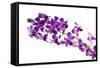 Orchid Flower-Butterfly hunters-Framed Stretched Canvas