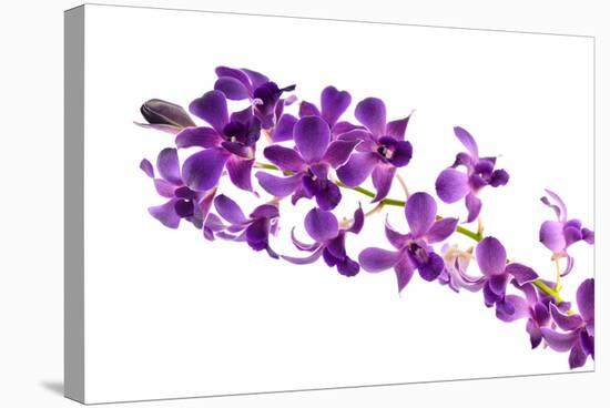 Orchid Flower-Butterfly hunters-Stretched Canvas
