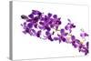 Orchid Flower-Butterfly hunters-Stretched Canvas