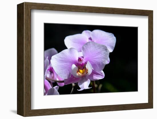 Orchid Flower-Orhan-Framed Photographic Print