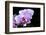 Orchid Flower-Orhan-Framed Photographic Print