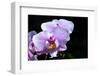 Orchid Flower-Orhan-Framed Photographic Print