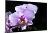 Orchid Flower-Orhan-Mounted Photographic Print