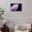 Orchid Flower-Orhan-Photographic Print displayed on a wall