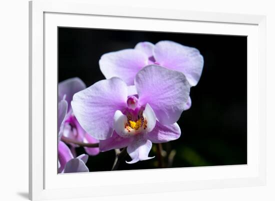 Orchid Flower-Orhan-Framed Photographic Print