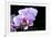 Orchid Flower-Orhan-Framed Photographic Print