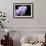 Orchid Flower-Orhan-Framed Photographic Print displayed on a wall